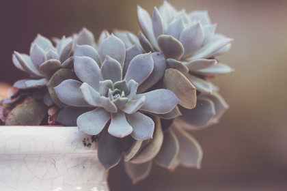 美丽的小蜜桃与浪漫灿烂海棠红的梦幻邂逅