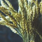 畅享汤姆猫免费视频:欢乐互动与精彩冒险 3jc889jld