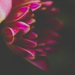 畅享日漫世界:免费获取热门漫画资源指南 5611pfmbd