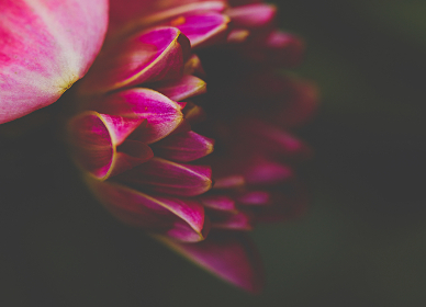 畅享日漫世界：免费获取热门漫画资源指南