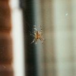 畅享樱花动漫网站高清资源,尽情追番不再等待 6lkt14