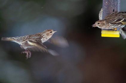 畅享最新日剧资源，尽在日剧TV网官网
