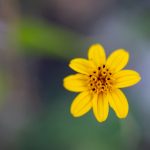 畅享猫咪社区在线观看,与你的爱猫一起互动乐趣 rn765