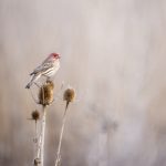 网红黑料在线吃瓜:揭秘那些不为人知的明星秘密与丑闻 telgl1spf0