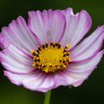 畅享最新nt动漫官网在线,尽情追番无阻 vay2pkl1a