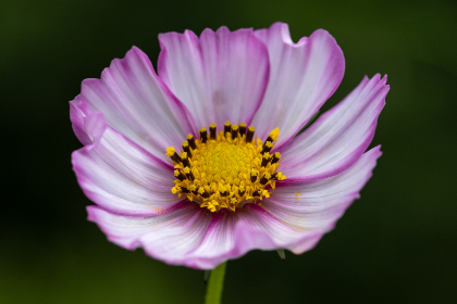 畅享最新nt动漫官网在线，尽情追番无阻