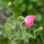 美丽新世界 漫画 在线观看:探索未来社会的奇幻与反思之旅 y32jq8